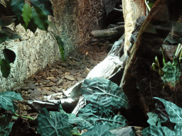 Amboina Sail-finned Lizards at the upper floor of the Reptielenhuis De Aarde zoo