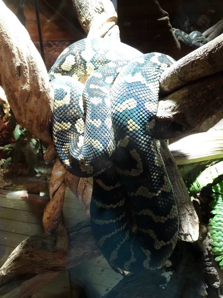 Ball Python at the upper floor of the Reptielenhuis De Aarde zoo