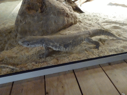 Savannah Monitor at the upper floor of the Reptielenhuis De Aarde zoo