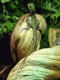 Chinese Water Dragon at the lower floor of the Reptielenhuis De Aarde zoo