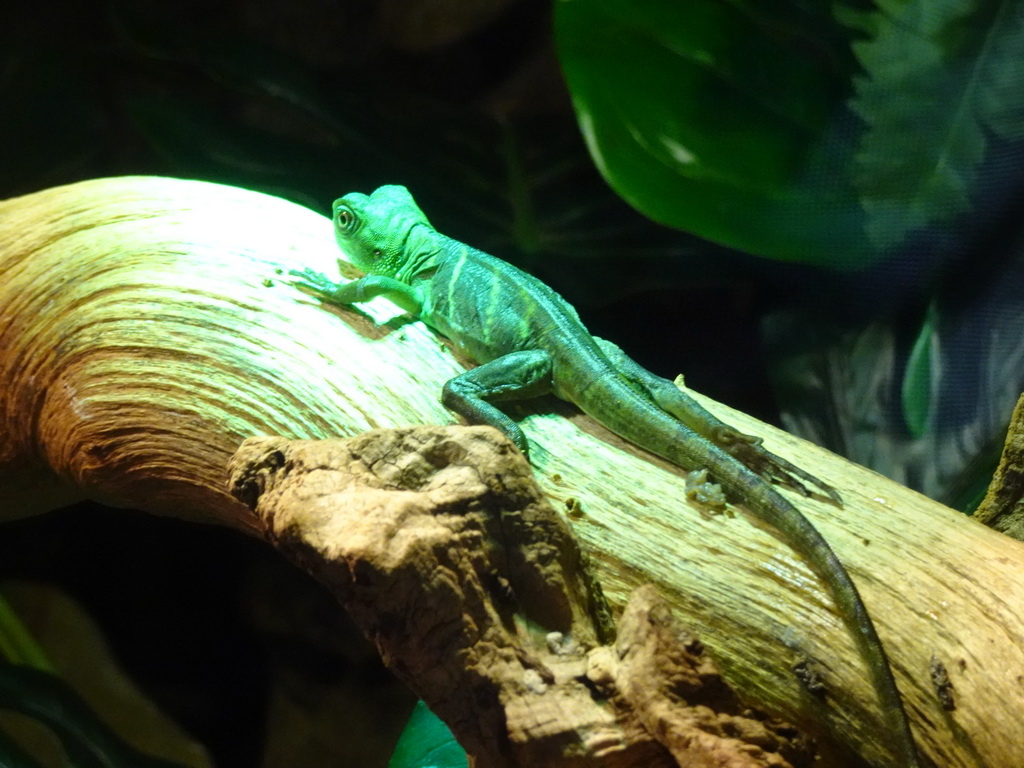 Chinese Water Dragon at the lower floor of the Reptielenhuis De Aarde zoo