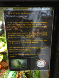 Explanation on the Chinese Water Dragon at the lower floor of the Reptielenhuis De Aarde zoo