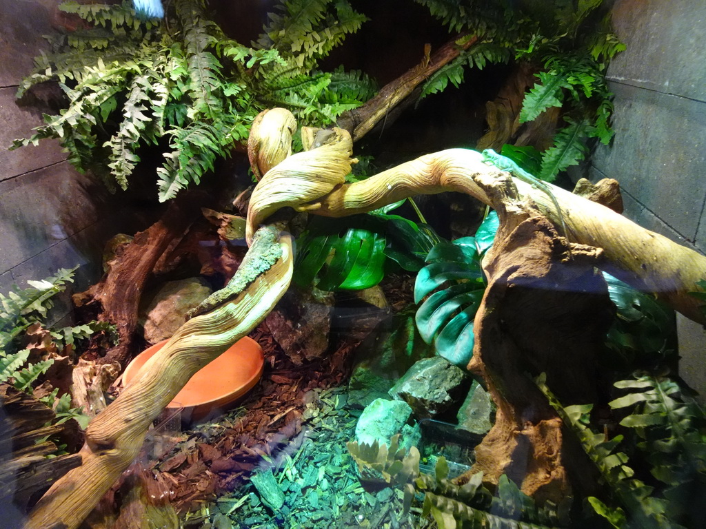 Chinese Water Dragons at the lower floor of the Reptielenhuis De Aarde zoo
