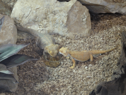Bearded Dragons eating at the lower floor of the Reptielenhuis De Aarde zoo