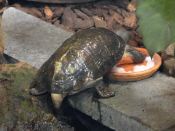 Wood Turtle at the lower floor of the Reptielenhuis De Aarde zoo