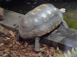 Red-eared Slider at the lower floor of the Reptielenhuis De Aarde zoo