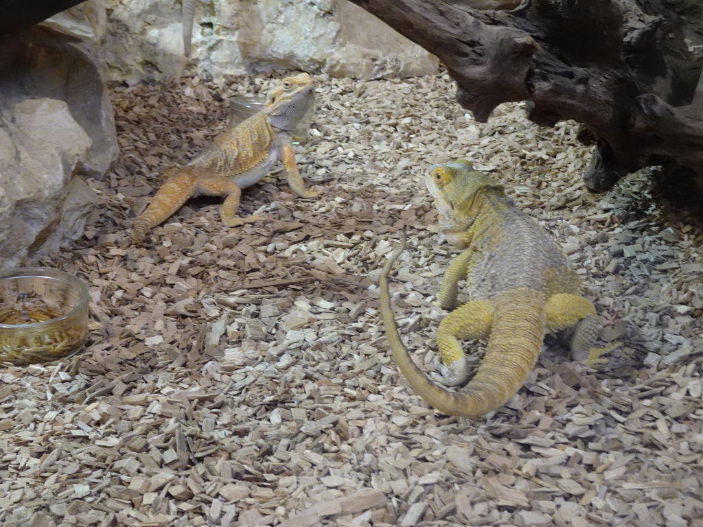 Bearded Dragons at the lower floor of the Reptielenhuis De Aarde zoo