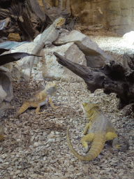 Bearded Dragons at the lower floor of the Reptielenhuis De Aarde zoo