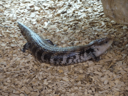 Blue-tongued Skink at the lower floor of the Reptielenhuis De Aarde zoo