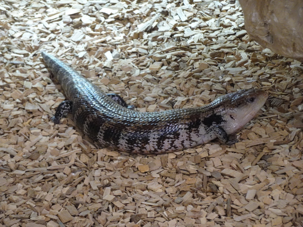 Blue-tongued Skink at the lower floor of the Reptielenhuis De Aarde zoo