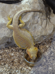 Bearded Dragon eating at the lower floor of the Reptielenhuis De Aarde zoo