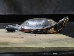 Red-eared Slider at the lower floor of the Reptielenhuis De Aarde zoo