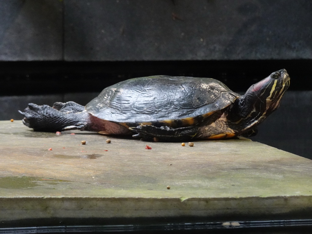 Red-eared Slider at the lower floor of the Reptielenhuis De Aarde zoo