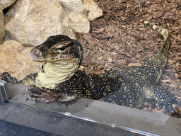 Asian Water Monitor at the lower floor of the Reptielenhuis De Aarde zoo