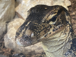 Head of an Asian Water Monitor at the lower floor of the Reptielenhuis De Aarde zoo