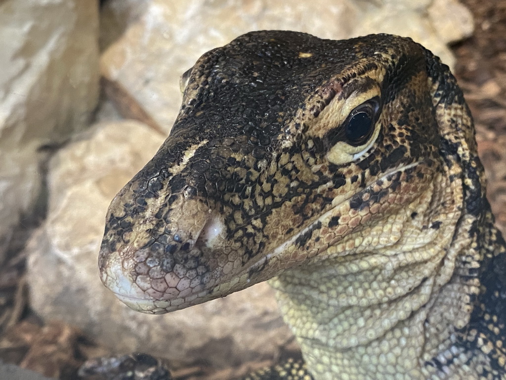 Head of an Asian Water Monitor at the lower floor of the Reptielenhuis De Aarde zoo