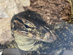 Head of an Asian Water Monitor at the lower floor of the Reptielenhuis De Aarde zoo