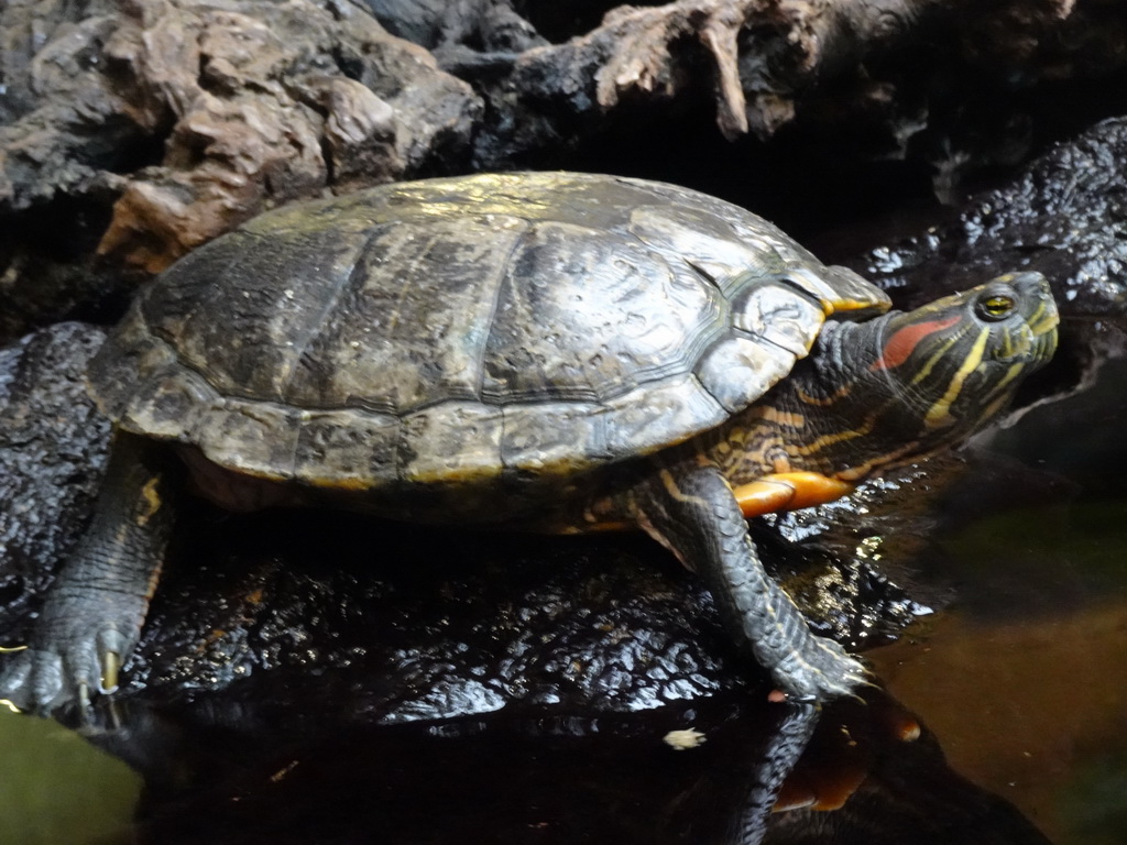 Red-eared Slider at the lower floor of the Reptielenhuis De Aarde zoo