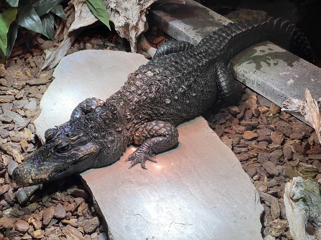 Dwarf Crocodile at the lower floor of the Reptielenhuis De Aarde zoo