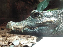 Head of a Dwarf Crocodile at the lower floor of the Reptielenhuis De Aarde zoo