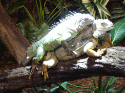 Green Iguana and Mexican Spiny-tailed Iguana at the lower floor of the Reptielenhuis De Aarde zoo