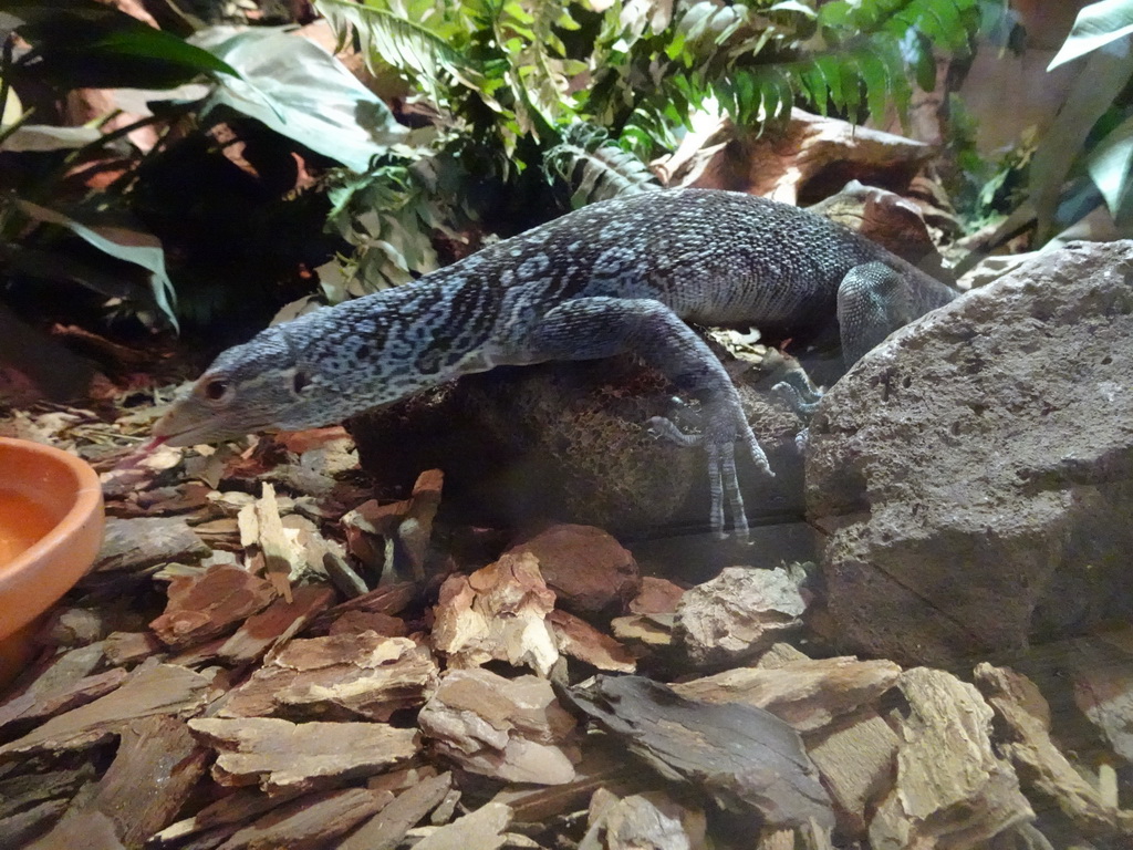 Blue-spotted Tree Monitor at the upper floor of the Reptielenhuis De Aarde zoo