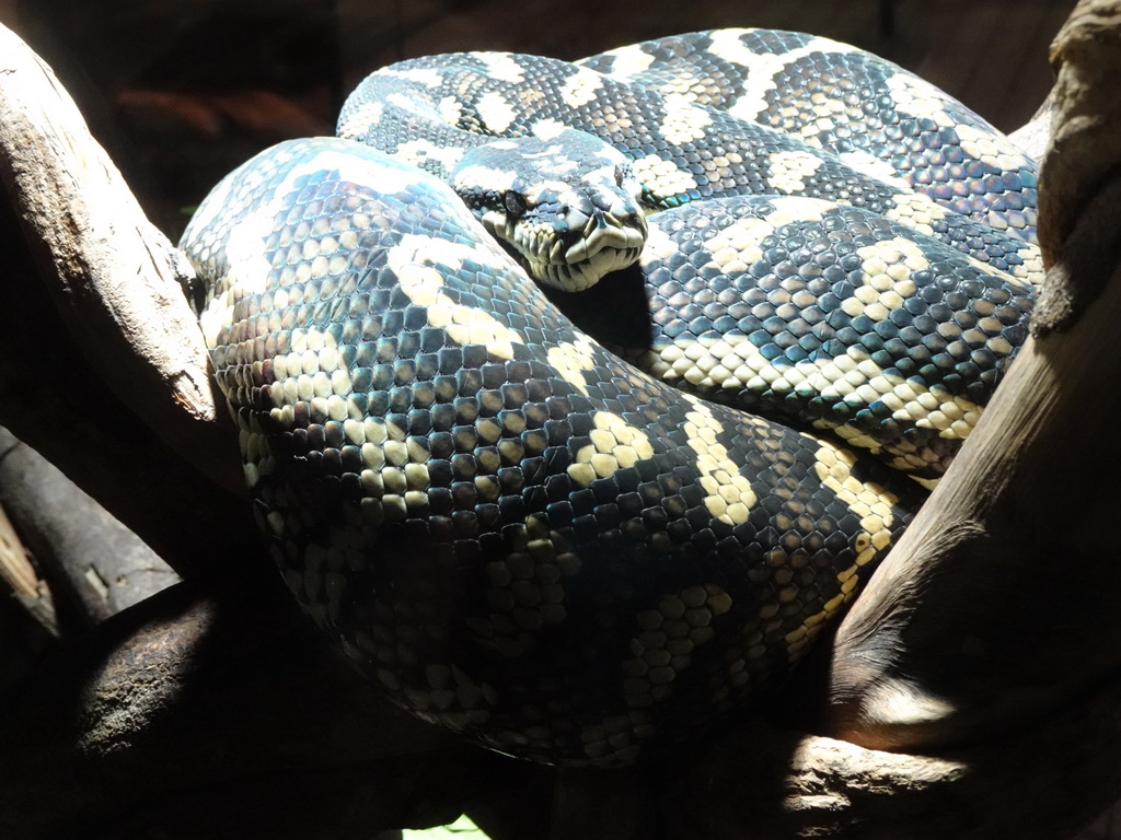 Ball Python at the upper floor of the Reptielenhuis De Aarde zoo