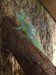 Plumed Basilisk at the upper floor of the Reptielenhuis De Aarde zoo