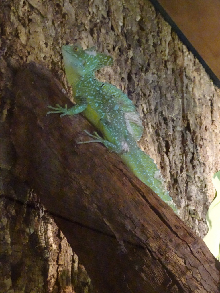 Plumed Basilisk at the upper floor of the Reptielenhuis De Aarde zoo