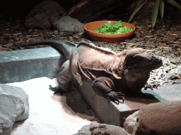 Rhinoceros Iguana at the upper floor of the Reptielenhuis De Aarde zoo