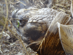 Head of an African Spurred Tortoise at the lower floor of the Reptielenhuis De Aarde zoo