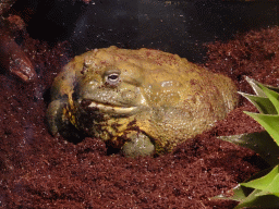 African Bullfrog at the lower floor of the Reptielenhuis De Aarde zoo