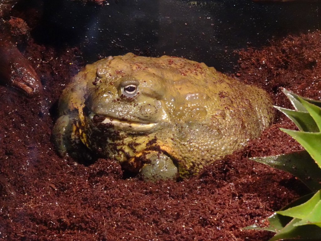 African Bullfrog at the lower floor of the Reptielenhuis De Aarde zoo