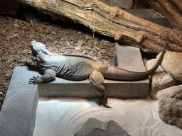 Mexican Spiny-tailed Iguana at the lower floor of the Reptielenhuis De Aarde zoo