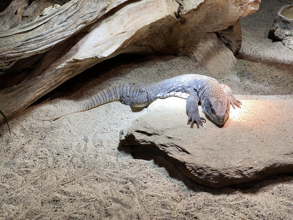 Argentine Black and White Tegu at the upper floor of the Reptielenhuis De Aarde zoo