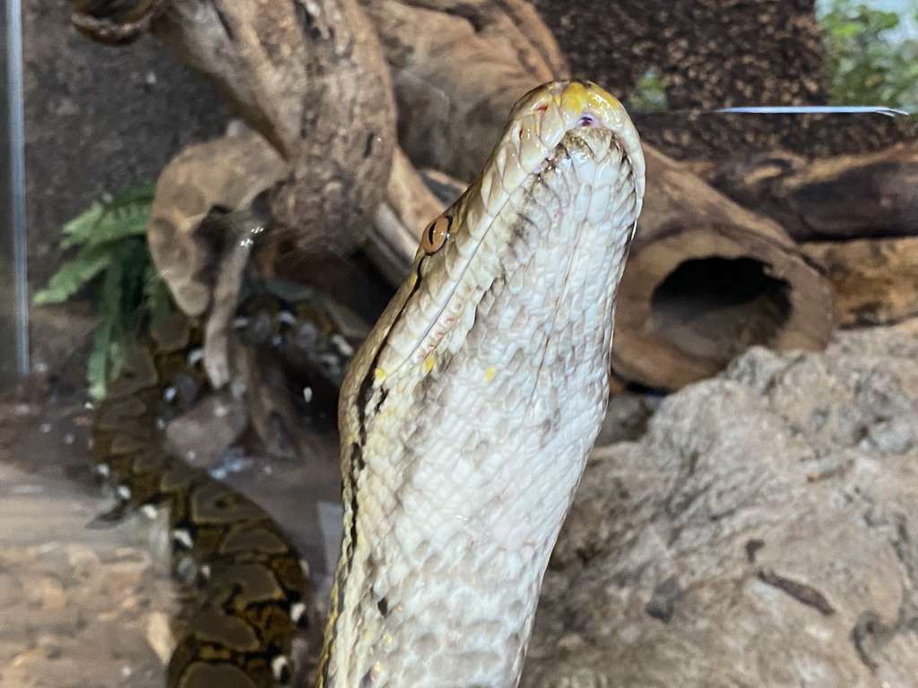 Head of a Reticulated Python at the upper floor of the Reptielenhuis De Aarde zoo