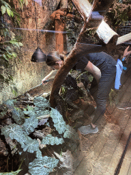 Zookeeper giving water to an Amboina Sail-finned Lizard at the upper floor of the Reptielenhuis De Aarde zoo