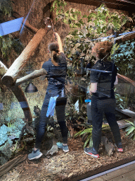 Zookeepers giving water to an Amboina Sail-finned Lizard at the upper floor of the Reptielenhuis De Aarde zoo