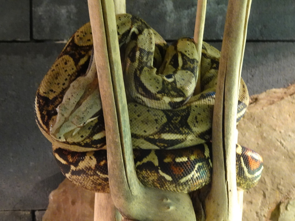 Boa Imperator at the lower floor of the Reptielenhuis De Aarde zoo