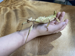 Max with an Australian Walking Stick at the lower floor of the Reptielenhuis De Aarde zoo