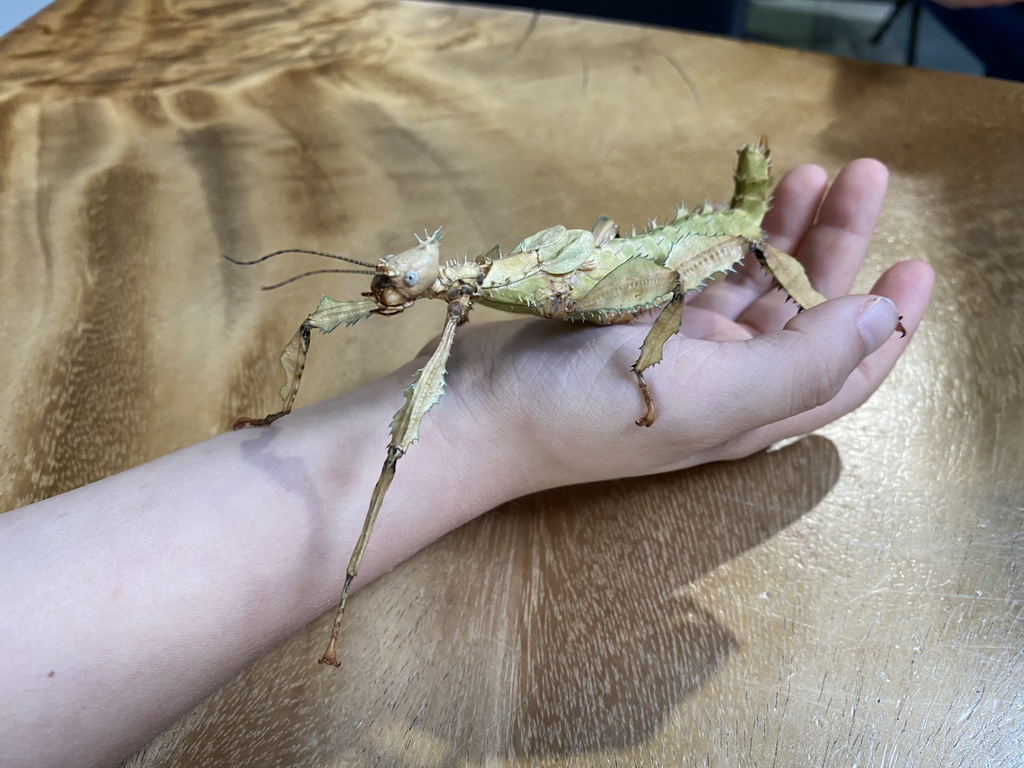 Max with an Australian Walking Stick at the lower floor of the Reptielenhuis De Aarde zoo