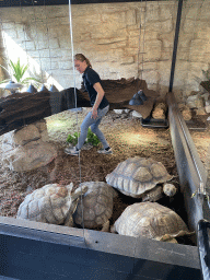 Zookeeper feeding the African Spurred Tortoises at the lower floor of the Reptielenhuis De Aarde zoo