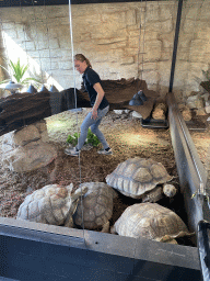 breda_25_017 - 406 kb - 768x1024 - Zookeeper feeding the African Spurred Tortoises at the lower floor of the Reptielenhuis De Aarde zoo Zookeeper feeding the African Spurred Tortoises at the lower floor of the Reptielenhuis De Aarde zoo