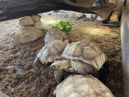 African Spurred Tortoises eating at the lower floor of the Reptielenhuis De Aarde zoo