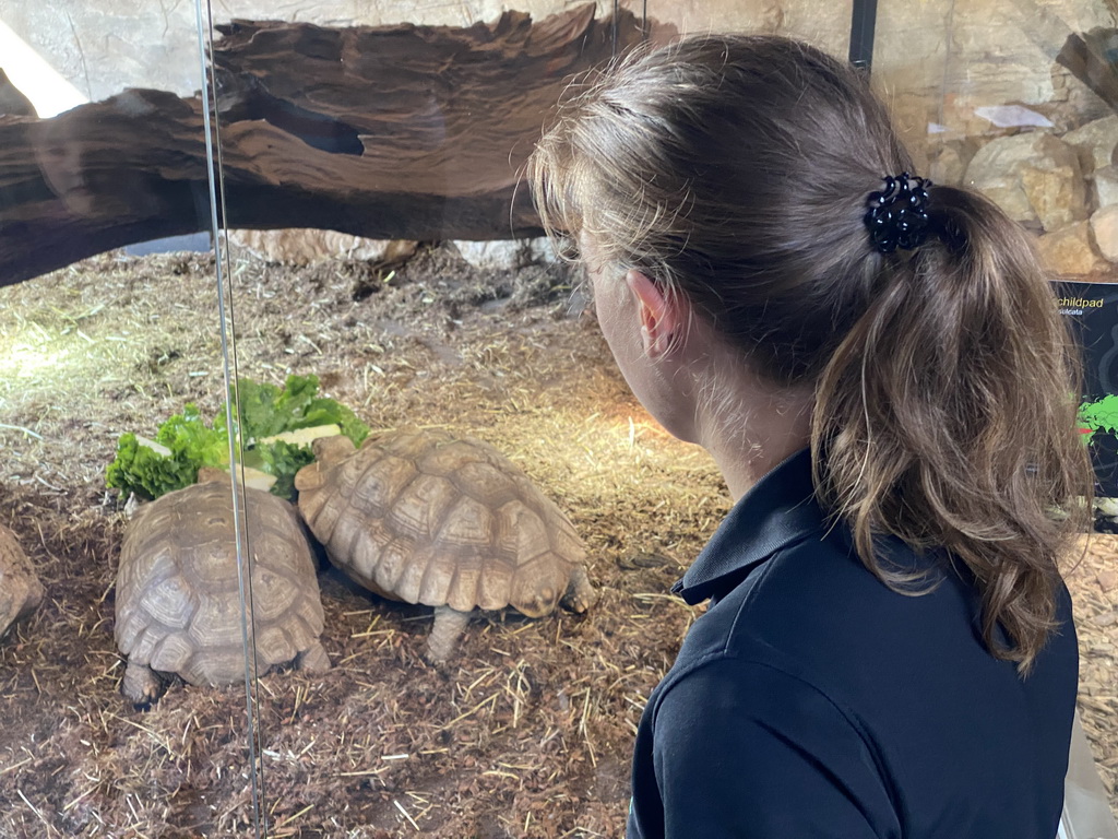 Zookeeper feeding the African Spurred Tortoises at the lower floor of the Reptielenhuis De Aarde zoo