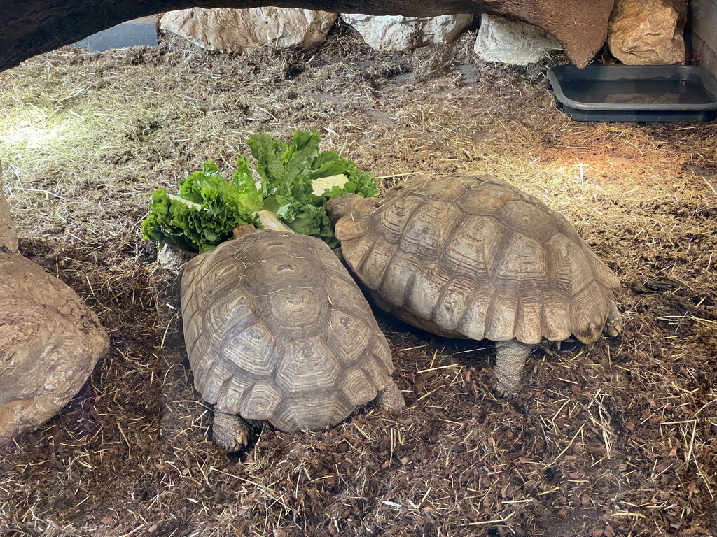 African Spurred Tortoises eating at the lower floor of the Reptielenhuis De Aarde zoo