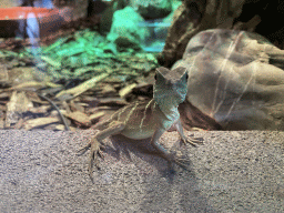 Chinese Water Dragon at the lower floor of the Reptielenhuis De Aarde zoo