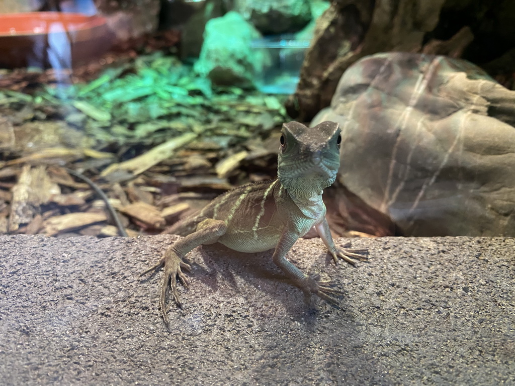 Chinese Water Dragon at the lower floor of the Reptielenhuis De Aarde zoo