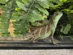 Chinese Water Dragon at the lower floor of the Reptielenhuis De Aarde zoo