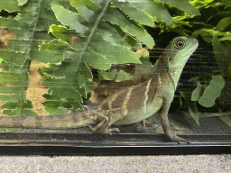breda_25_023 - 377 kb - 1024x768 - Chinese Water Dragon at the lower floor of the Reptielenhuis De Aarde zoo Chinese Water Dragon at the lower floor of the Reptielenhuis De Aarde zoo